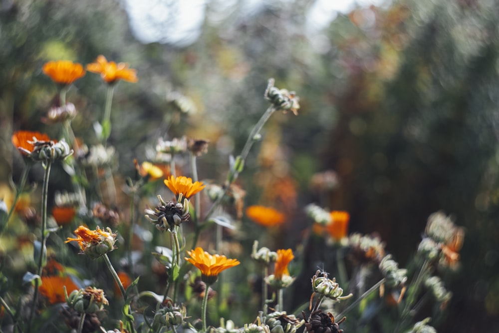 a close up of a flower