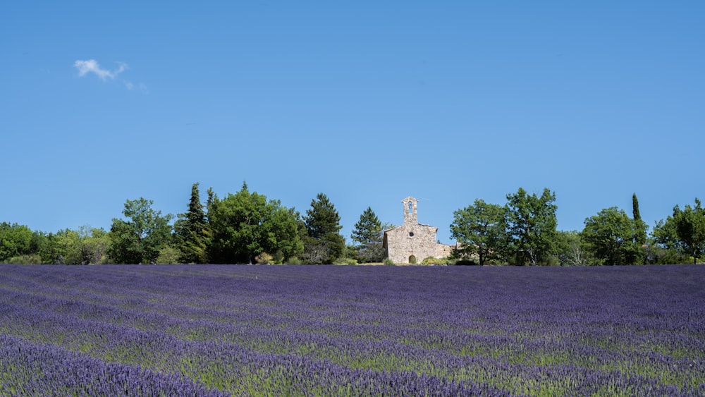 a lavender field with a church in the distance