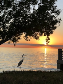 a large bird standing on top of a grass covered field