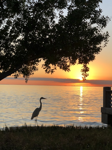 a large bird standing on top of a grass covered field