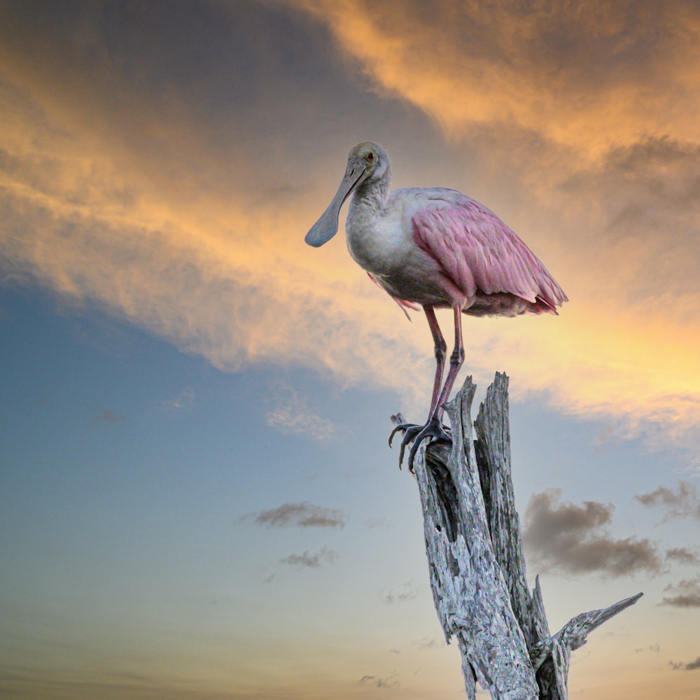 a large bird standing on top of a tree stump