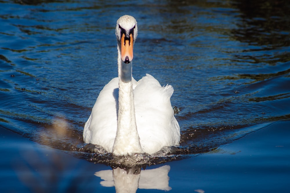 a white swan is swimming in the water