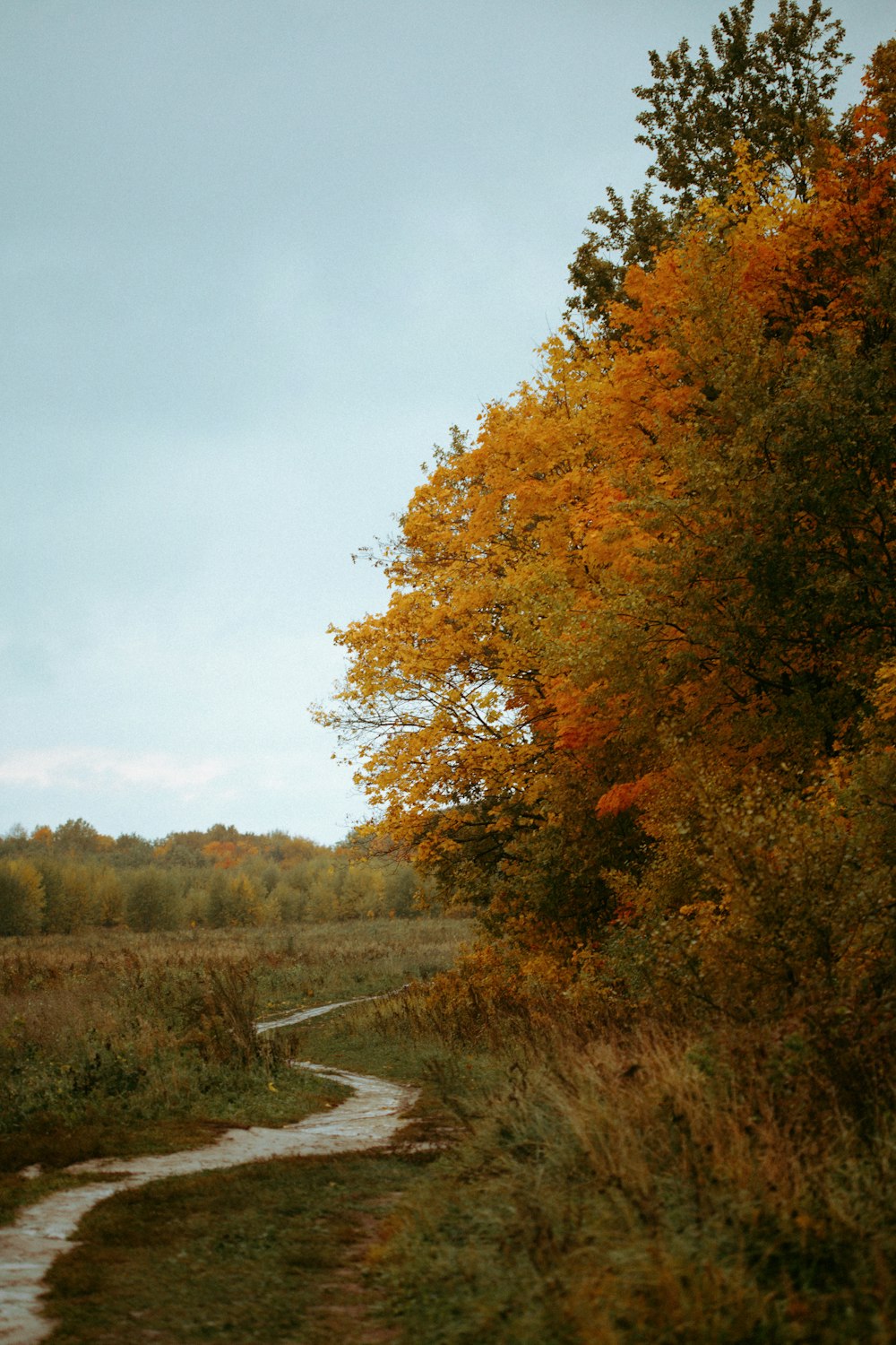 a path through a grassy field next to a forest