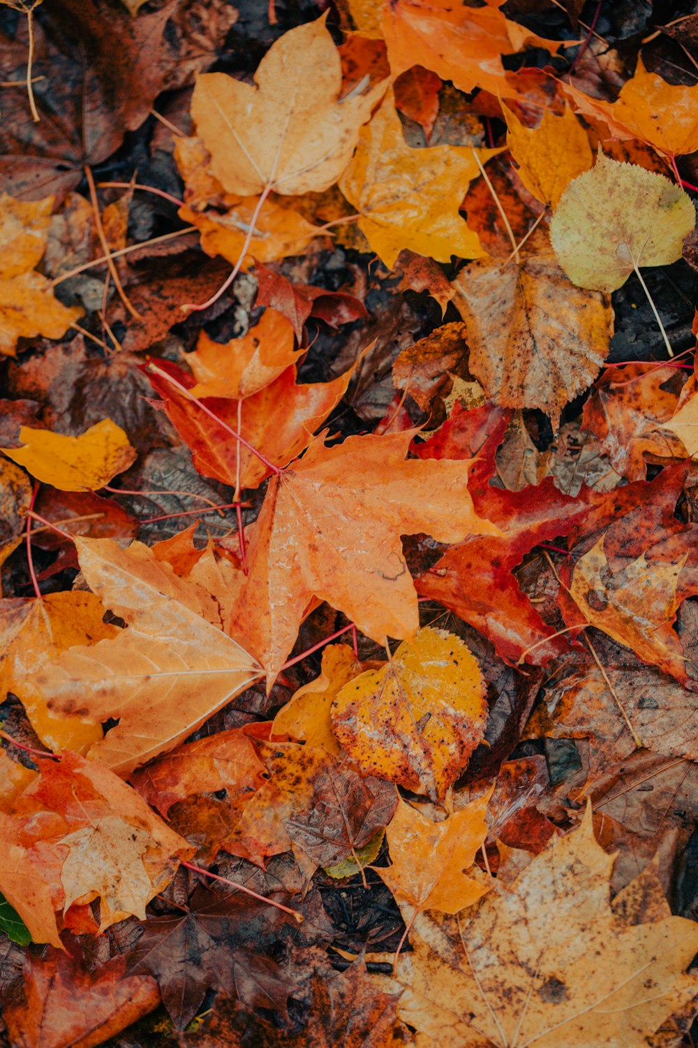 a bunch of leaves that are laying on the ground