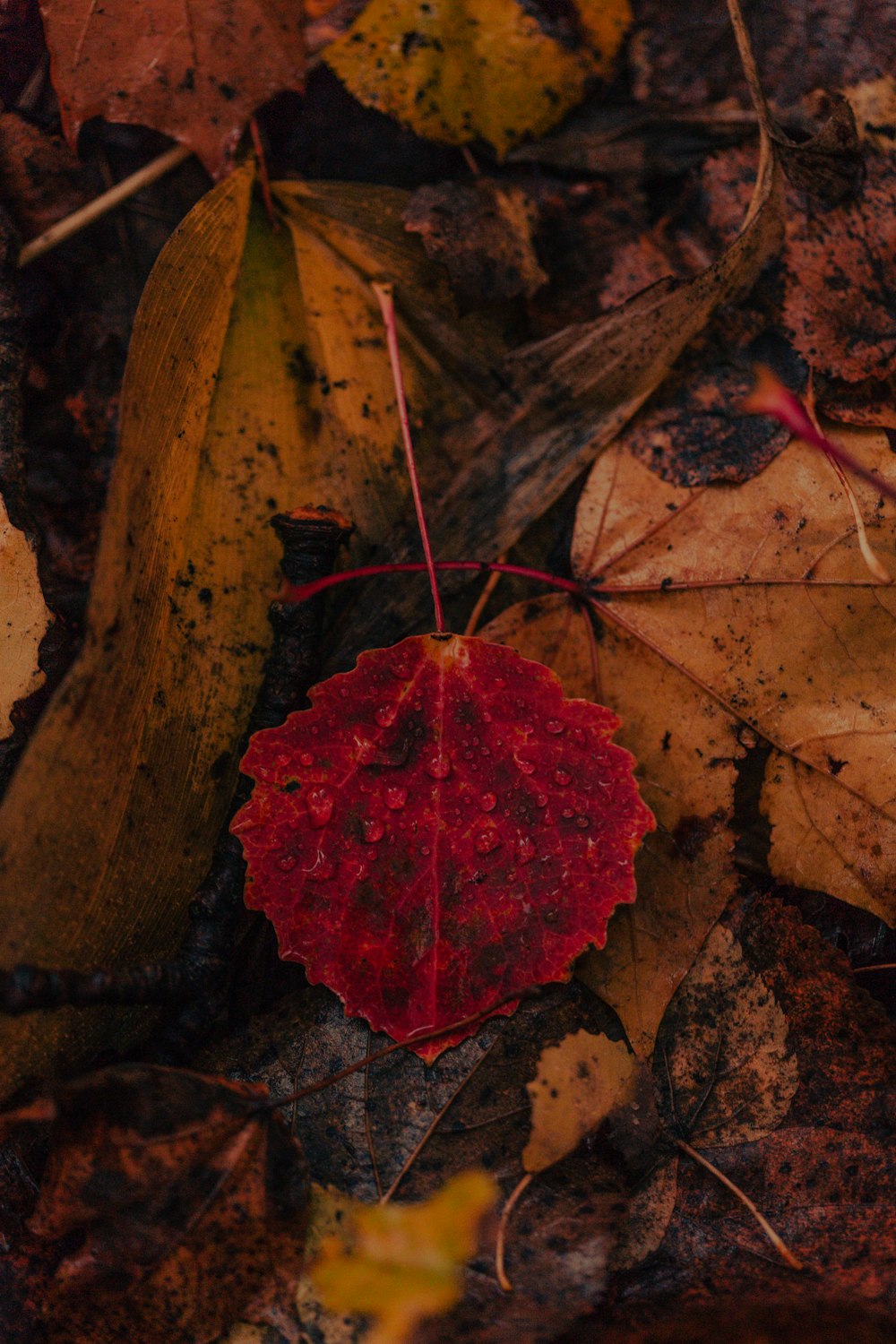 a red leaf laying on top of leaves on the ground