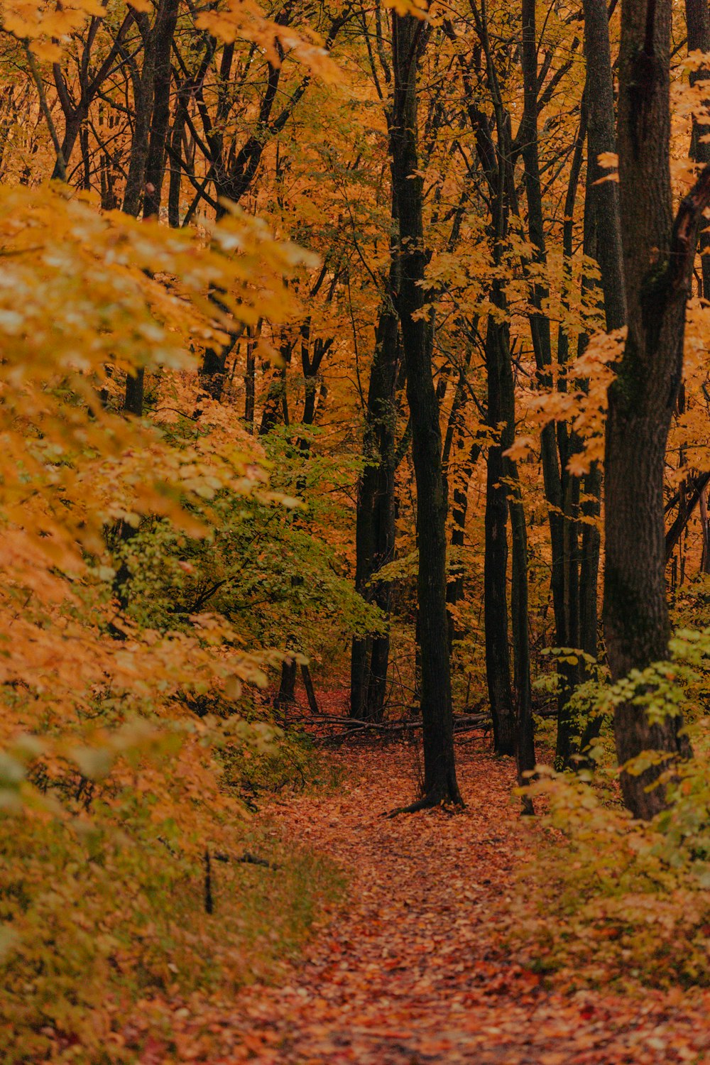 a path through a forest with lots of trees