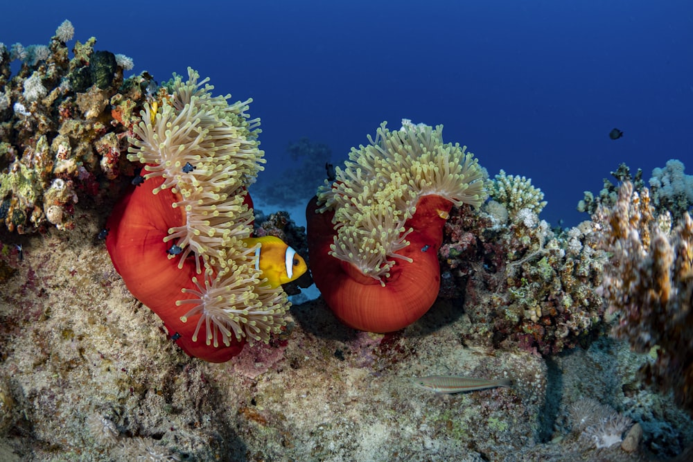 two clown fish hiding in anemone on a coral reef
