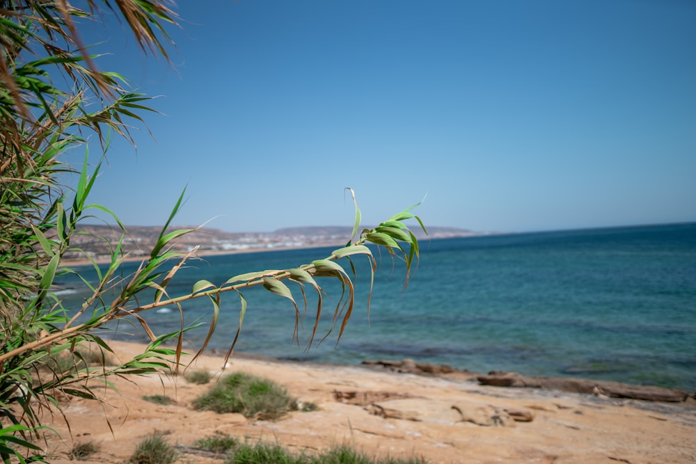 a view of the ocean from a sandy beach