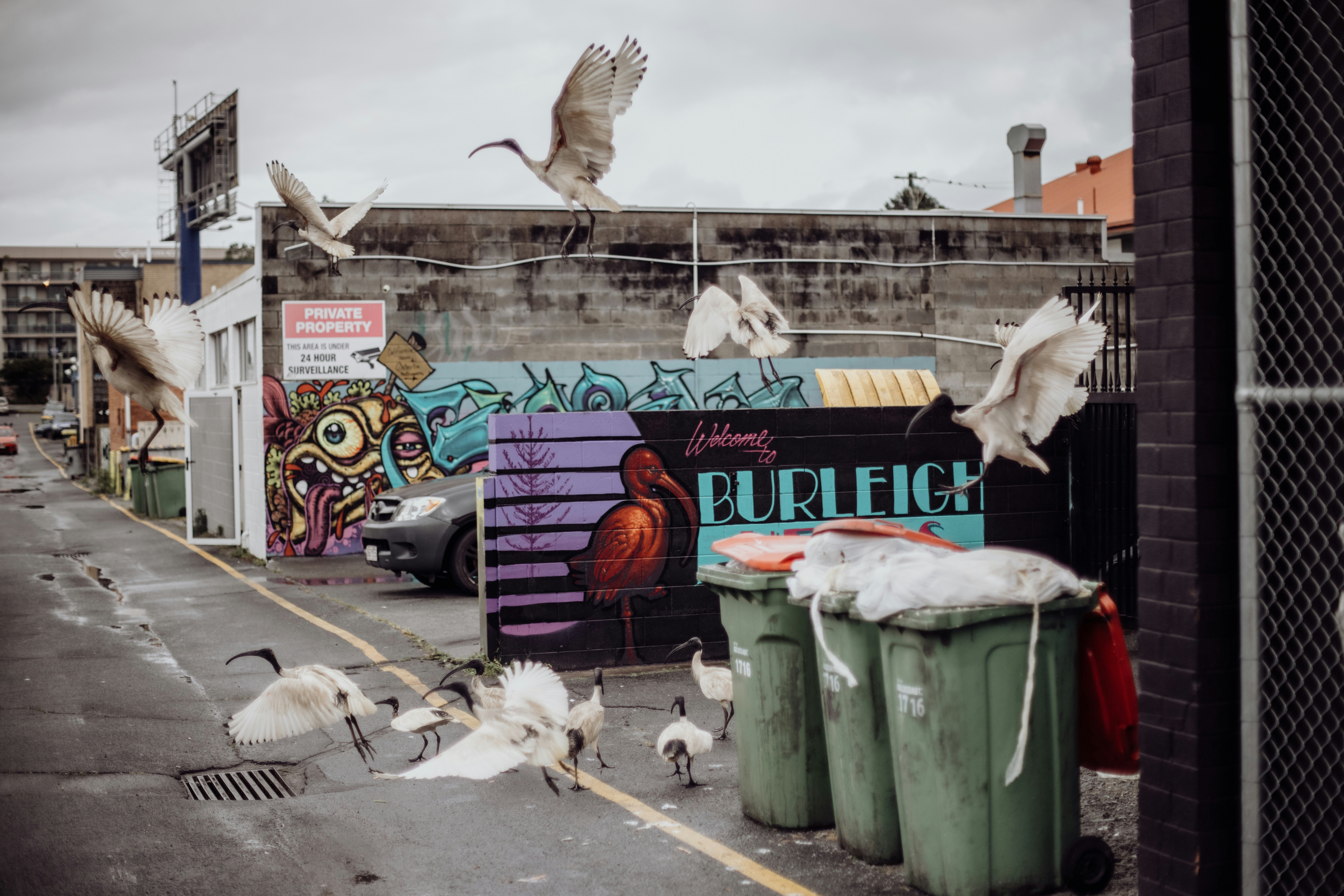 🐾🌆 The Unexpected Neighbours: A Guide to Australia’s Urban Wildlife