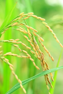 Golden rice grains hanging from a lush, green rice plant, with the stalks curving under the weight of the ripe seeds. The background is softly blurred to emphasize the freshness and vitality of the plant.
