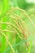 Golden rice grains hanging from a lush, green rice plant, with the stalks curving under the weight of the ripe seeds. The background is softly blurred to emphasize the freshness and vitality of the plant.