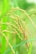 Golden rice grains hanging from a lush, green rice plant, with the stalks curving under the weight of the ripe seeds. The background is softly blurred to emphasize the freshness and vitality of the plant.