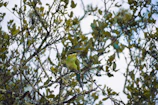 Close-up of a colorful bird perched on a branch amid lush greenery in the Pirin range.