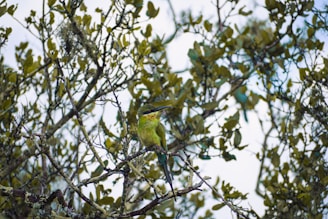 A vibrant close-up of a colorful bird perched on a tree branch in a lush forest.