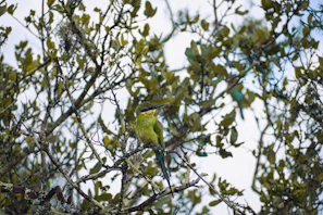 Colorful birdlife perched on a branch against the backdrop of the sprawling Sundarbans forest.