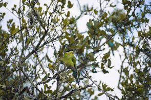 Close-up of a colorful bird perched on a branch amid lush greenery in the Pirin range.