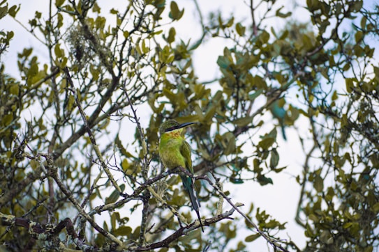 A colorful bird perches on a lichen-covered tree branch amidst dense foliage. The leaves are lush and green, indicating a thriving, natural environment. The background is a soft blur of more branches and leaves, creating a peaceful and vibrant setting.