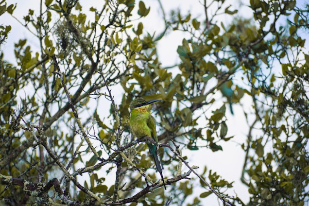 A colorful bird perches on a lichen-covered tree branch amidst dense foliage. The leaves are lush and green, indicating a thriving, natural environment. The background is a soft blur of more branches and leaves, creating a peaceful and vibrant setting.