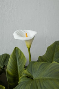 a large white flower sitting on top of a lush green plant
