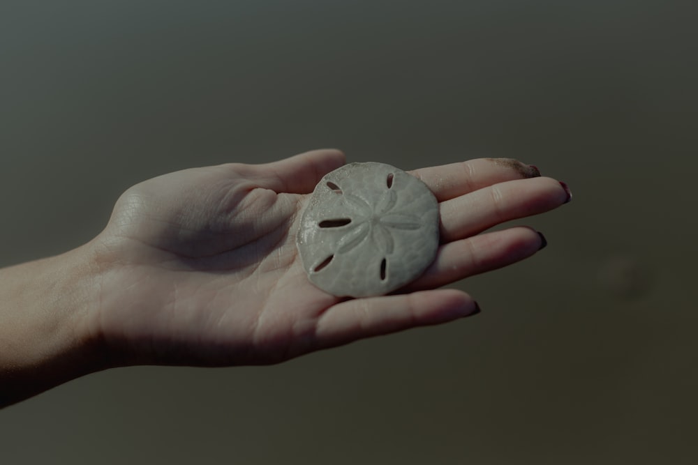 a person holding a sand dollar in their hand