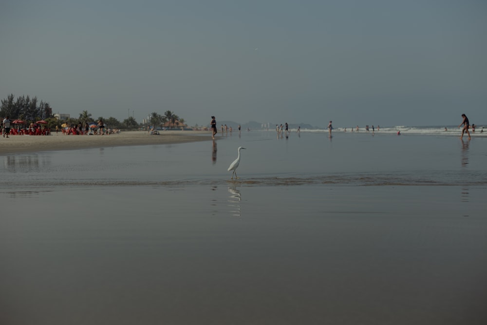 a group of people standing on a beach next to the ocean