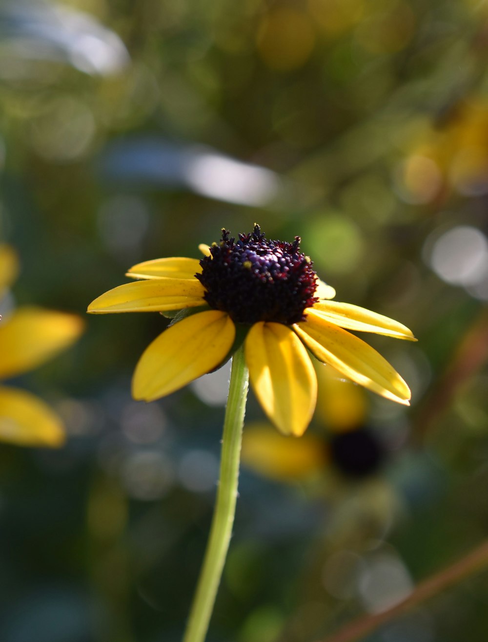 a close up of a yellow flower with a blurry background