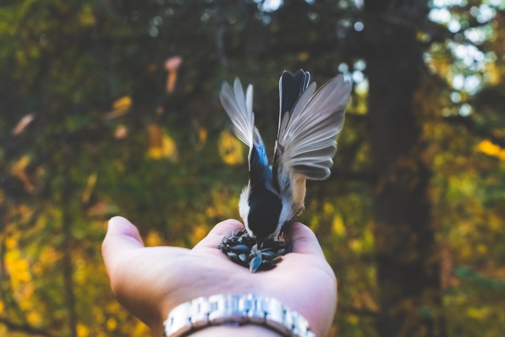 a person holding a small bird in their hand