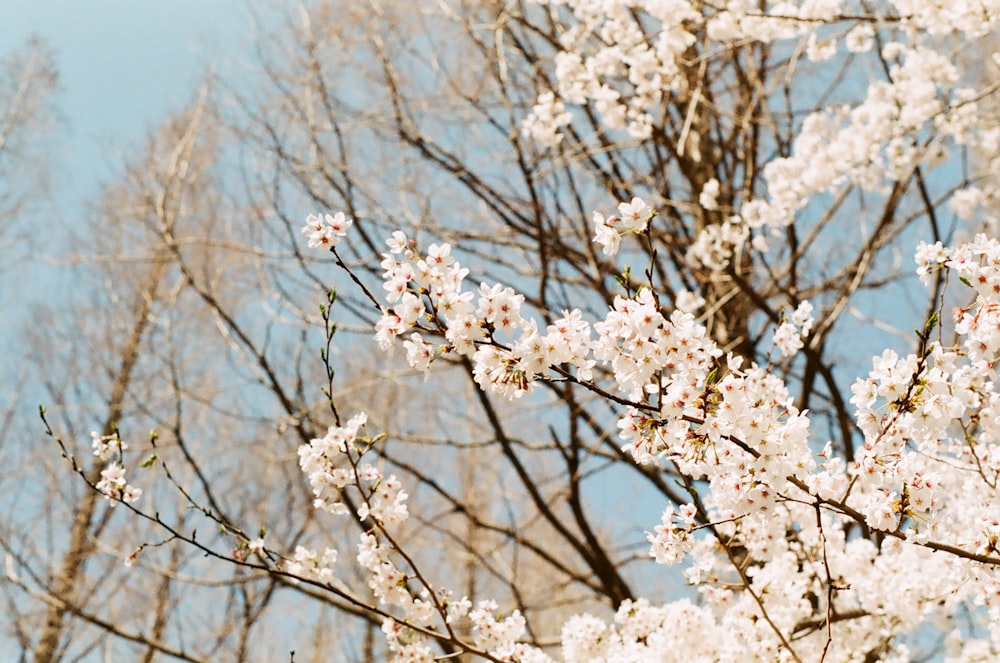 a tree with white flowers in front of a blue sky