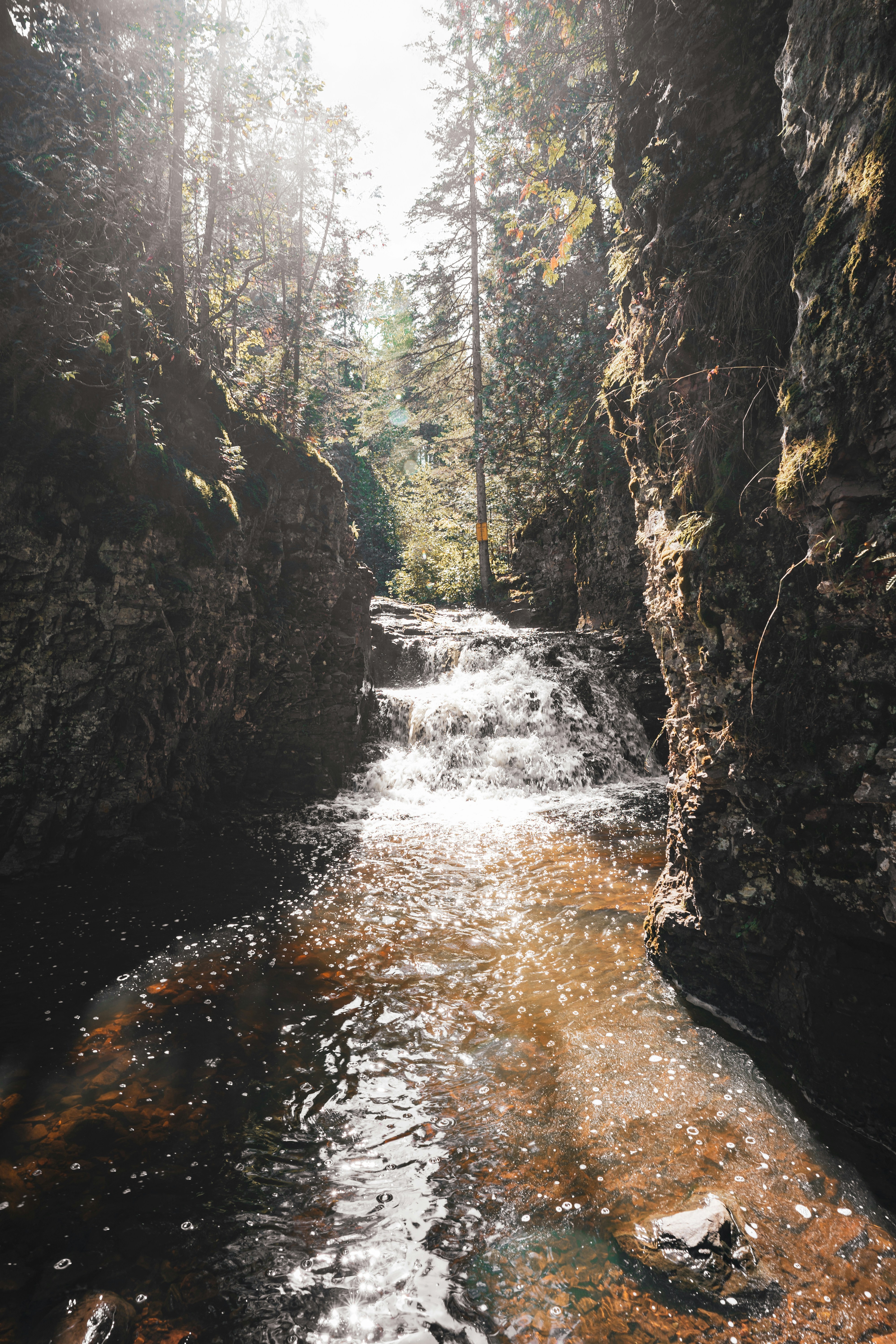A stream running through a forest filled with trees photo – Free ...