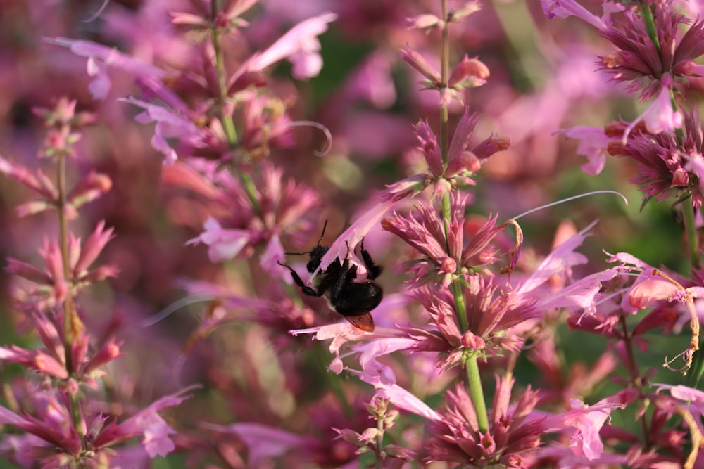 a bee is sitting on a purple flower