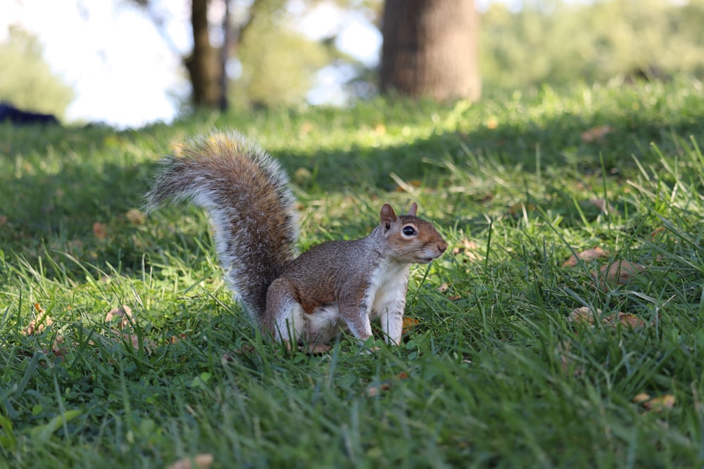 a squirrel is standing in the grass near a tree