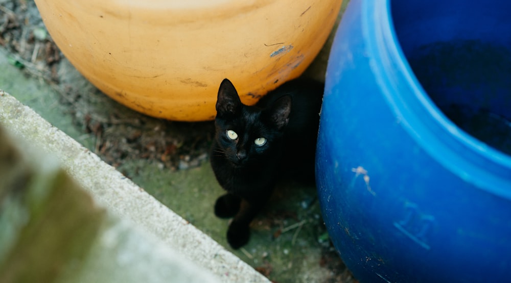 a black cat sitting next to a blue pot