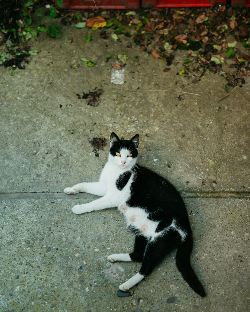 a black and white cat laying on the ground