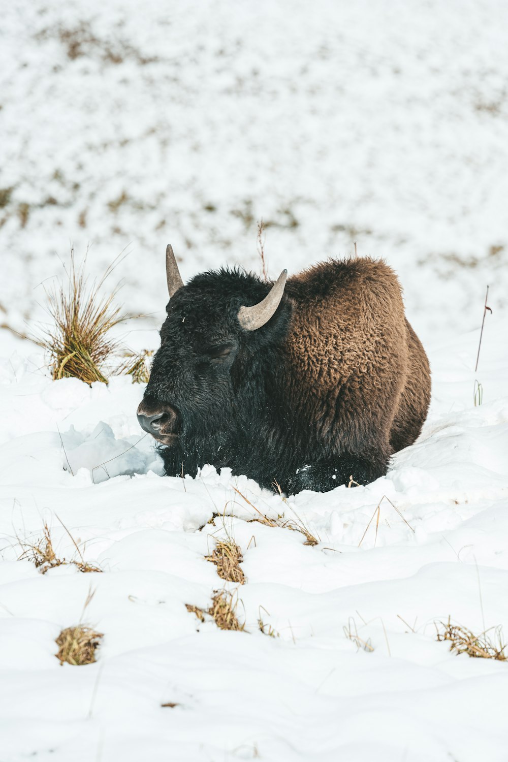 a bison laying in the snow in a field