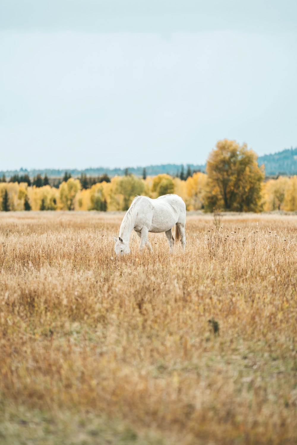 a white horse is grazing in a field