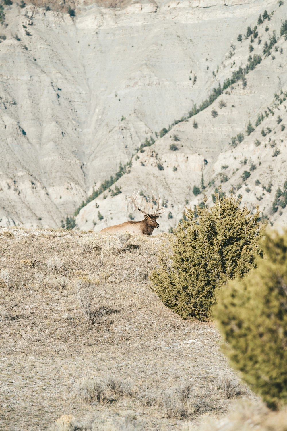 an animal that is standing in the grass