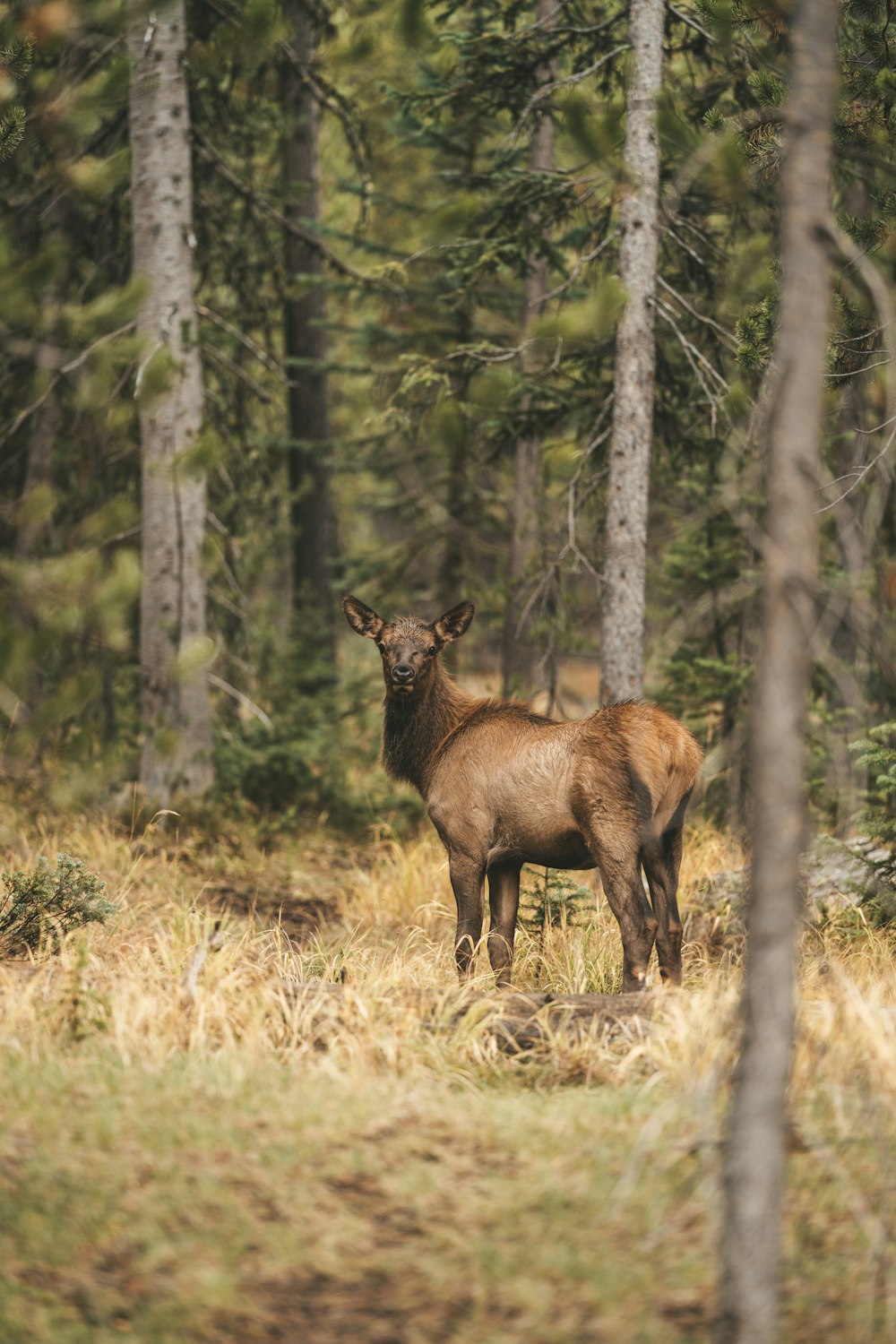 a deer standing in the middle of a forest