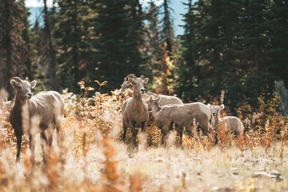 a herd of sheep standing on top of a grass covered field