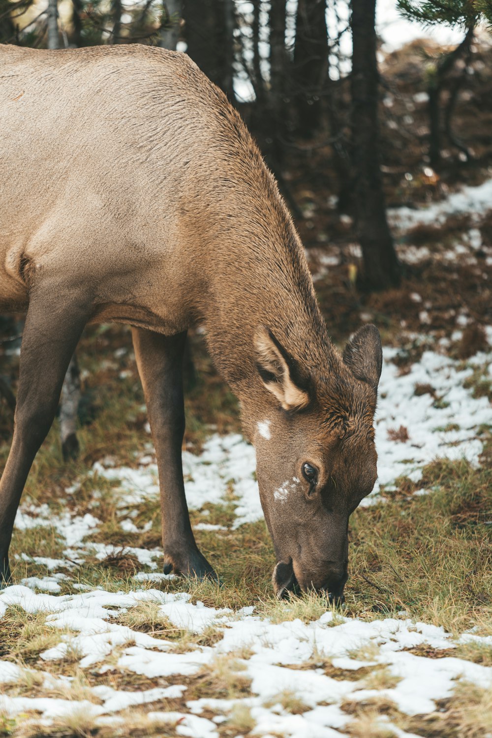 a deer grazing in the snow in a wooded area