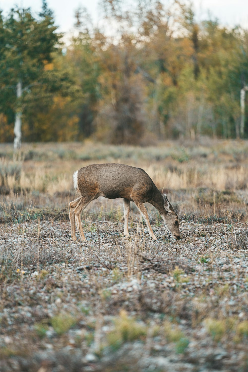a deer grazing in a field with trees in the background