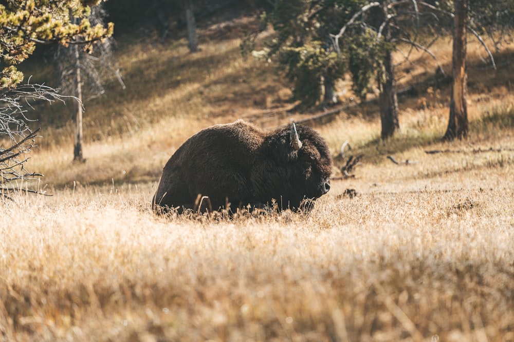 a bison sitting in a field of dry grass