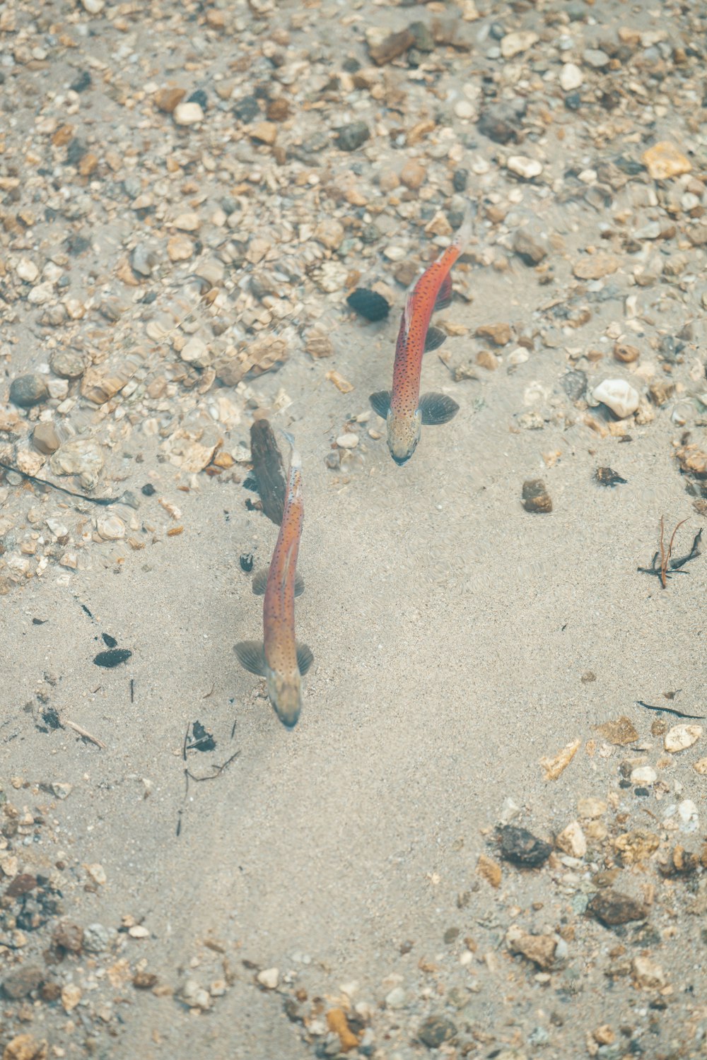 a couple of fish that are standing in the sand