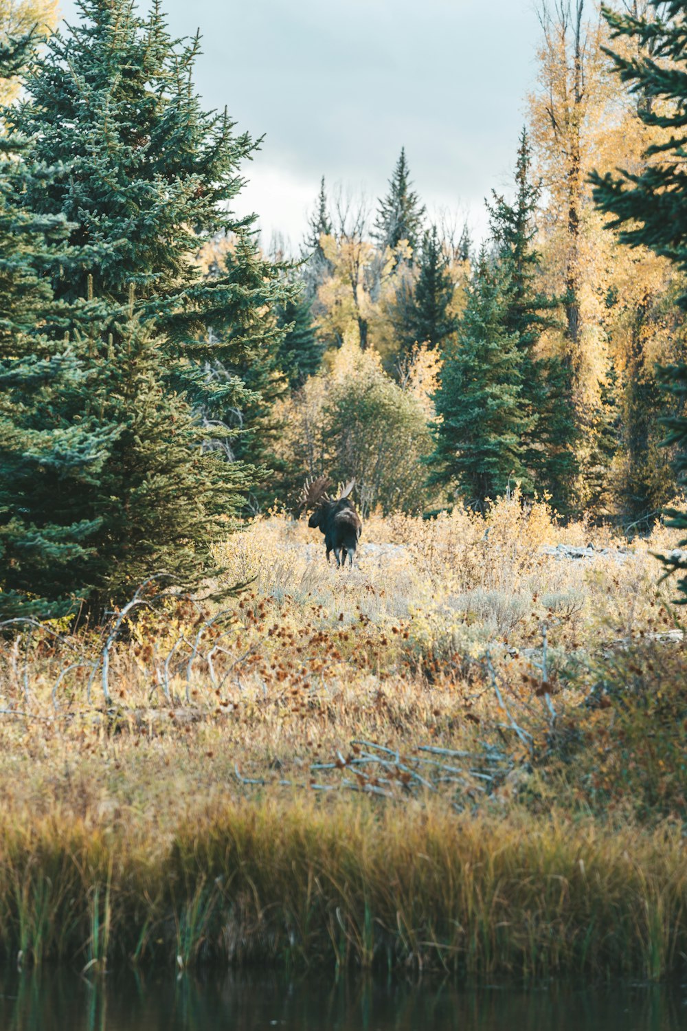 a moose standing in a field next to a forest
