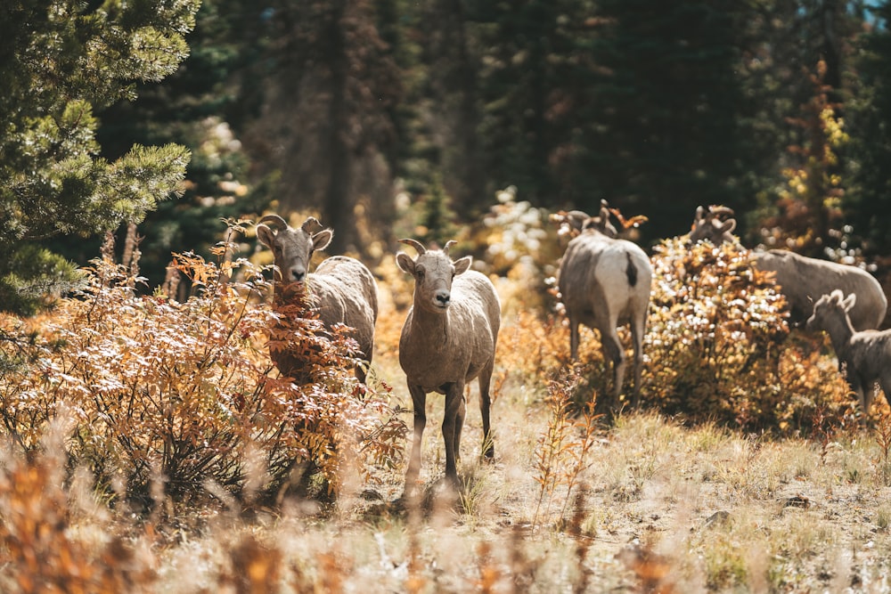 a herd of sheep standing on top of a grass covered field