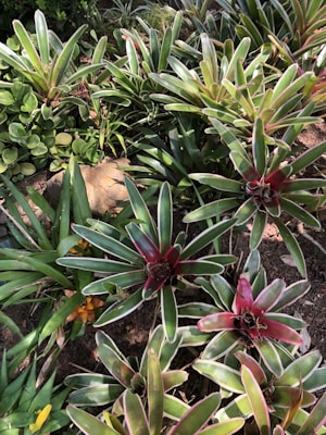 A variety of tropical plants with thick, pointed green leaves surround a few red-centered bromeliads in a garden setting. The foliage is lush and dense, with some yellow and orange leaves peeking through. A large rock partially obscured by leaves adds a natural element to the scene.