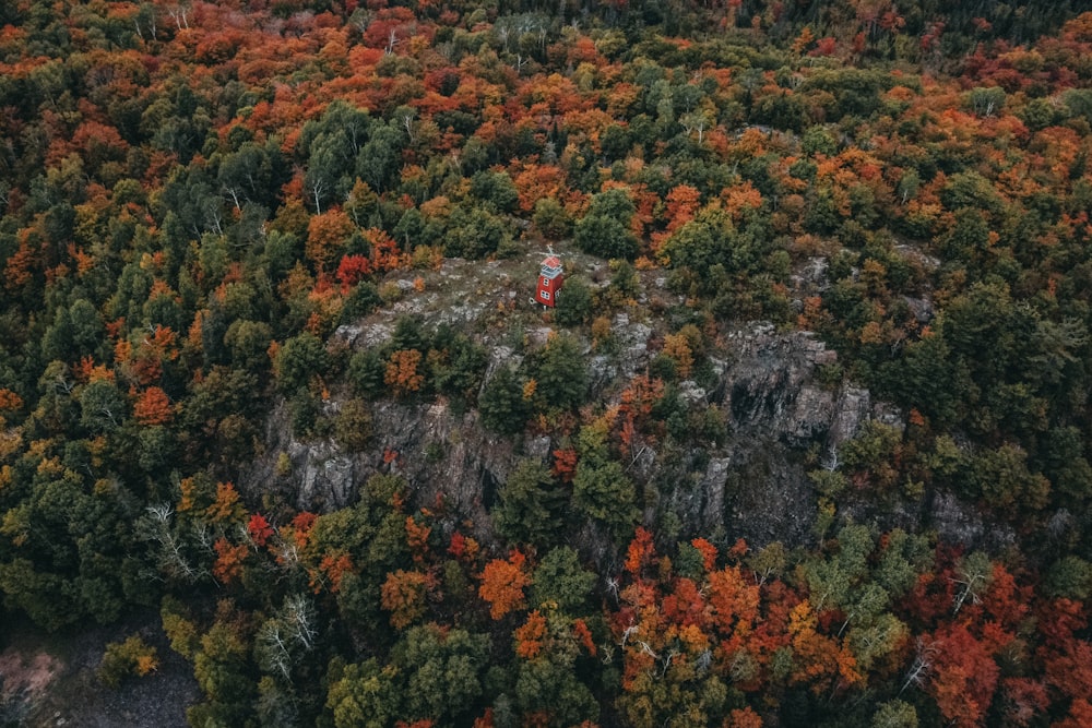 an aerial view of a forest with lots of trees