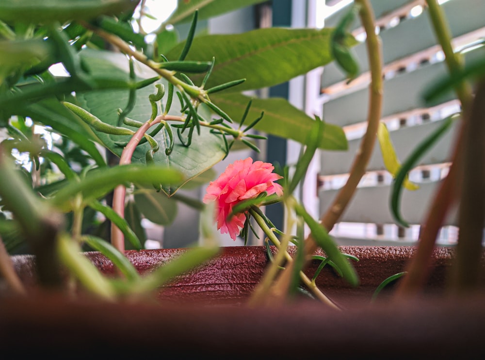 a red flower is growing in a pot