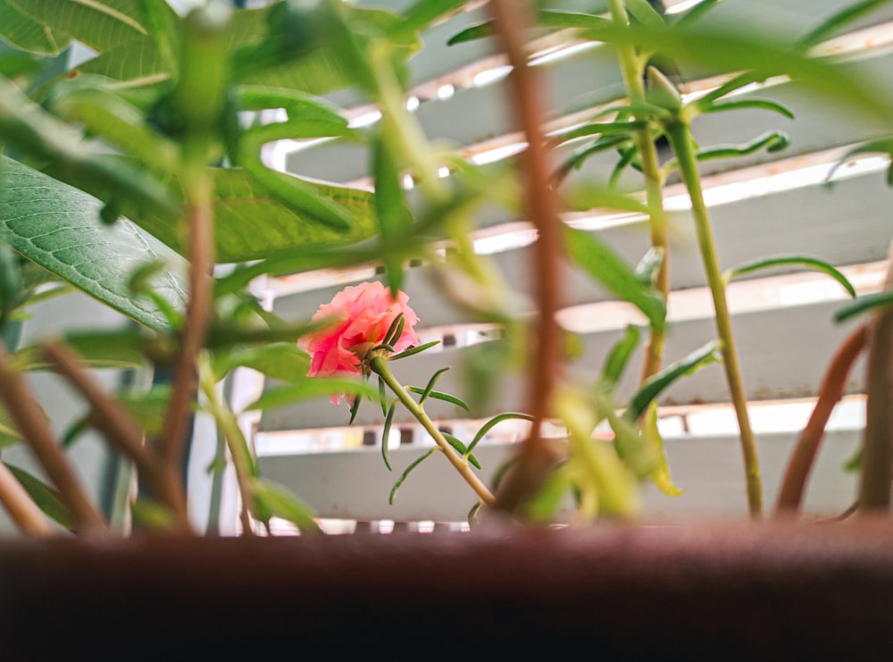 a red flower in a pot on a window sill