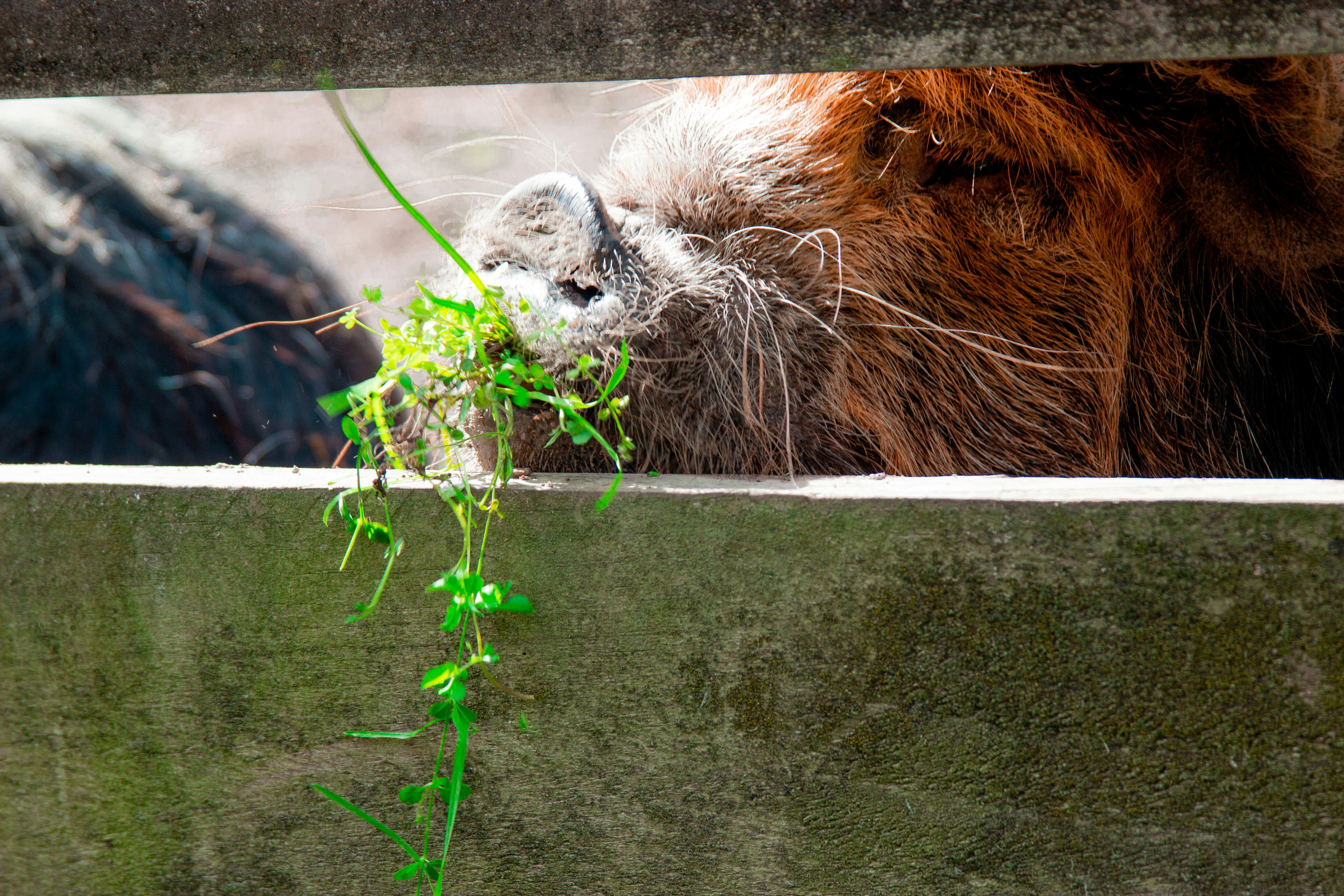 a close up of a animal near a fence
