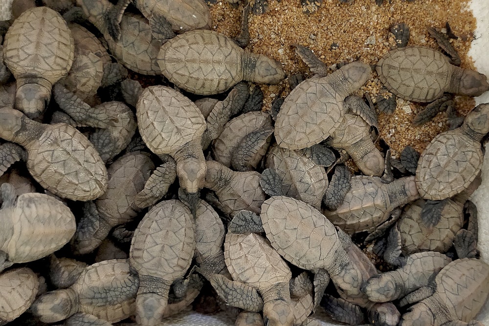 a bunch of baby turtles in a box